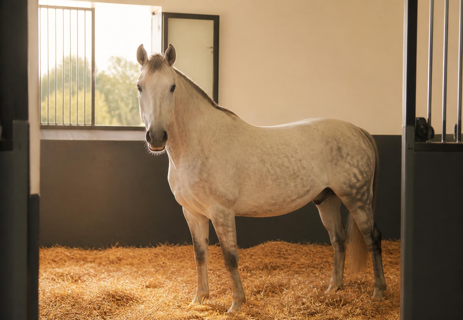 Pferd in einer sauberen, hellen Box mit frischer Einstreu